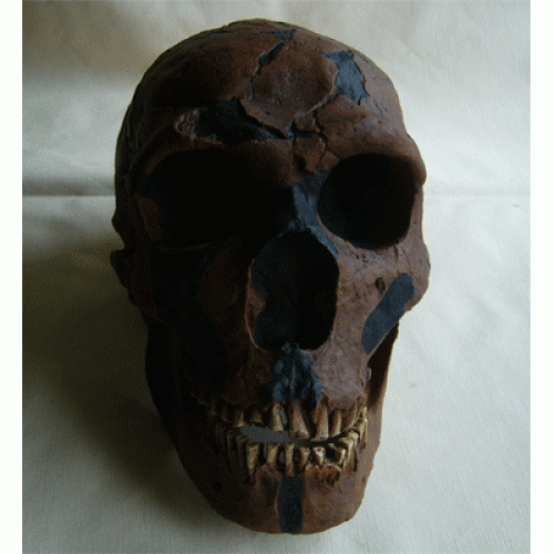 Homo neanderthalensis