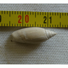 Agaronia plicaria=Olivancillaria plicaria