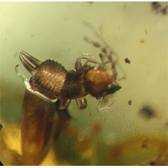 O. Dermaptera, O. Isoptera, O. Coleoptera y O. Hymenoptera