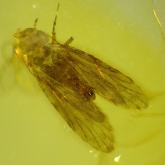 O. Psocoptera