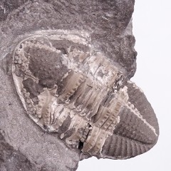 Griffithides (Bollandia) globiceps
