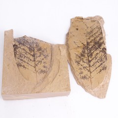 Fagus castaneifolia