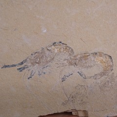 Carpopenaeus callirostris