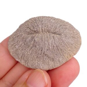 Cunnolites tenuiradiata