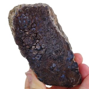 Palaeosmunda williamsi