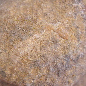Synastrea agaricites VENDIDO