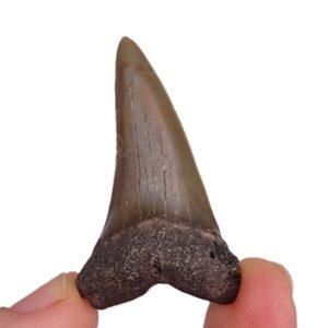 Carcharodon hastalis VENDIDO