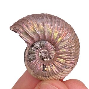 Quenstedtoceras henrici