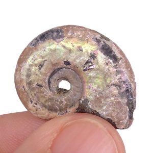 Brightia brightii