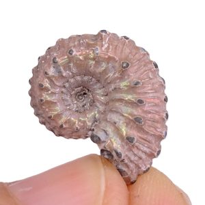 Kosmoceras gemmatum