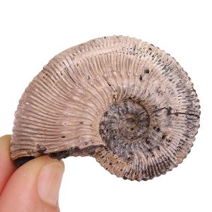 Kosmoceras proniae