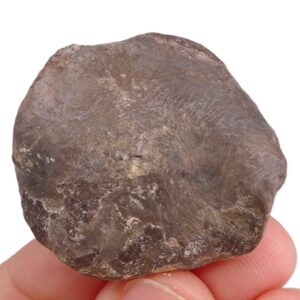 Nummulites perforatus