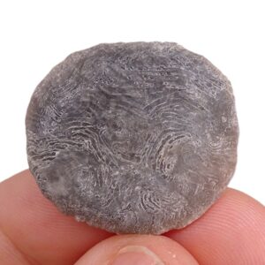 Nummulites perforatus