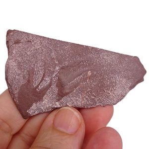 Salichnium decessus