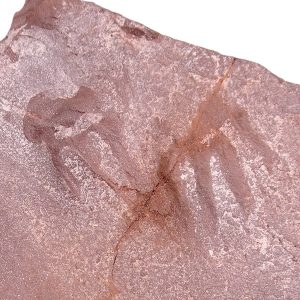 Salichnium decessus