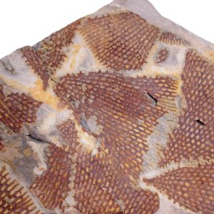 Araneograptus murrayi