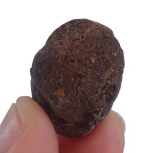 Carya sp.
