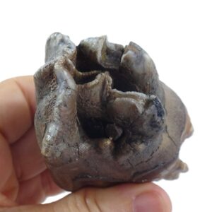 Coelodonta antiquitatis