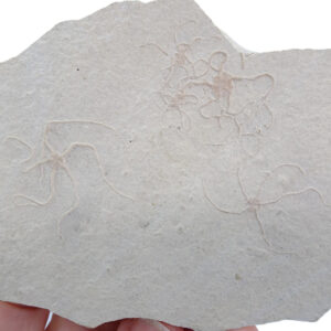 Sinosura kelheimense