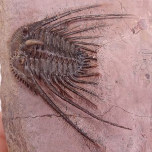 Kettneraspis prescheri