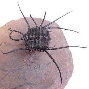 Ceratonurus sp. VENDIDO