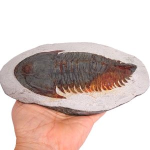 Longianda termieri