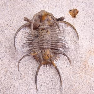 Ceratarges ziregensis