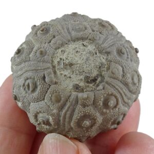 Temnocidaris (Stereocidaris) malum