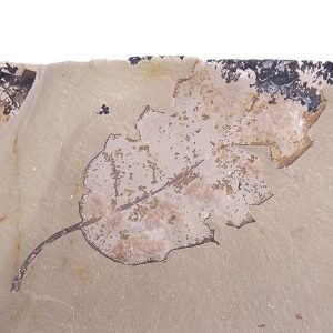 Quercus kubinyii