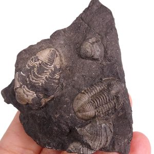 Cumingella belisama belisama