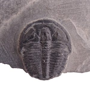 Elrathia kingii