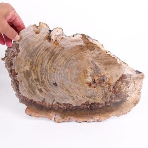 Araucarioxylon sp.
