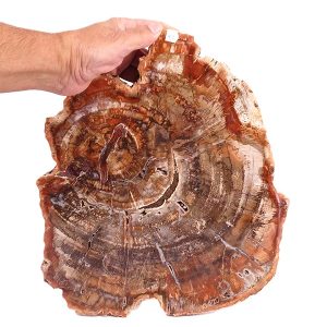 Araucarioxylon sp.