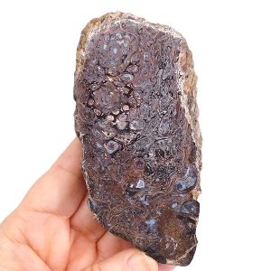 Palaeosmunda williamsi