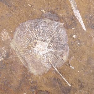 Cyclocarya brownii