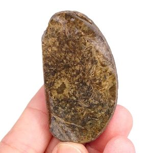 Osmundites dunlopi