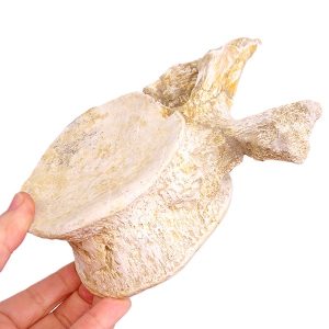 Zafarasaura oceanis  VENDIDO