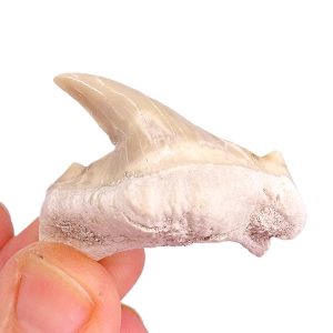 Diente deforme de Otodus obliquus
