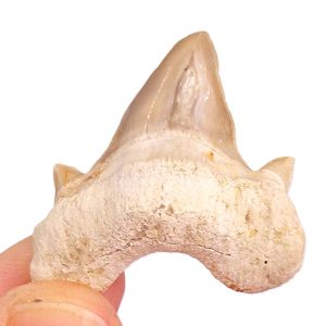Diente deforme de Otodus obliquus