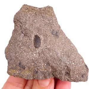 Cardiocarpus sp.