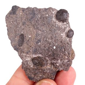Cardiocarpus sp.