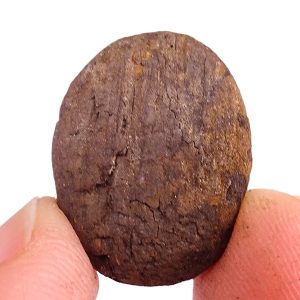 Carya sp.