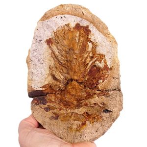 Pinus sp.