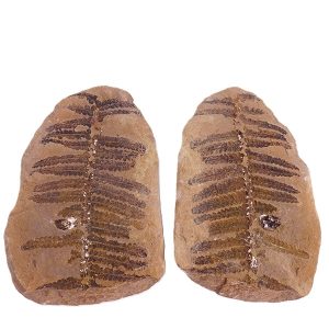 Pecopteris squamosa