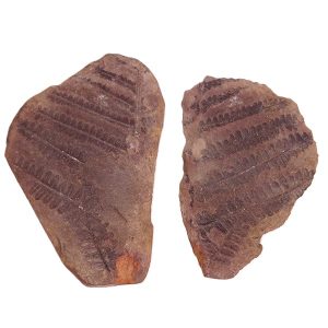 Pecopteris squamosa