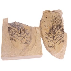 Fagus castaneifolia