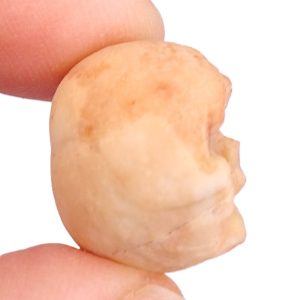 Prophyllocrinus dentatus