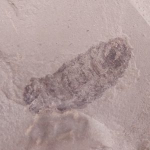 Lithohypoderma ascarides