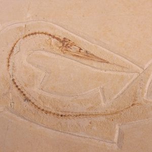 Rhynchodercetis sp.