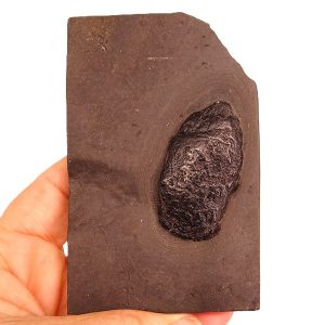 Xenacanthus dechenei